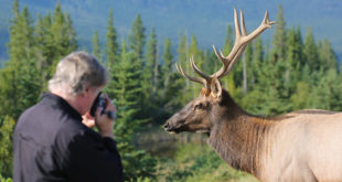 Verhaltensregeln in Kanadas Wildnis